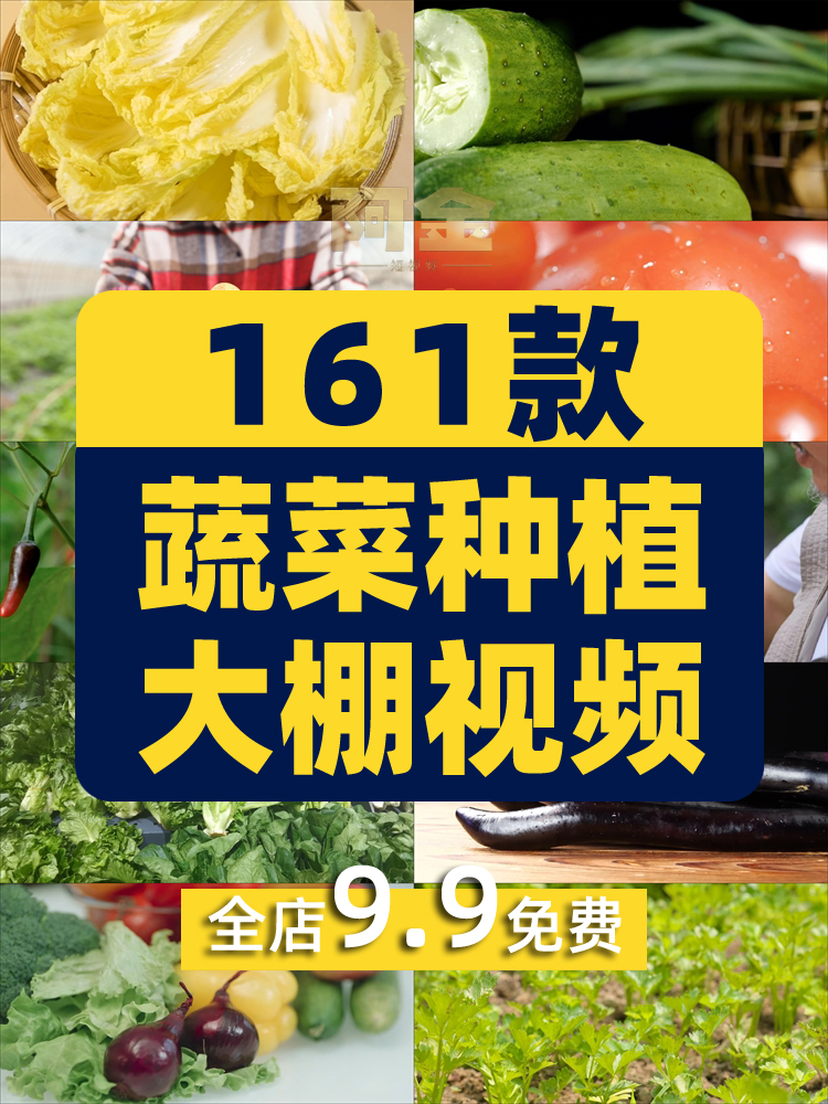 新鲜有机绿色蔬菜种植农业农产品生态健康大棚食材实拍短视频素材插图