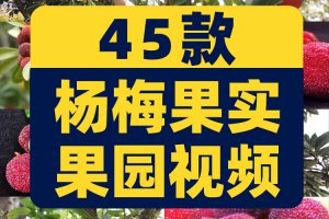 杨梅果实果园成熟丰收采摘水果抖音短视频自媒体高清实拍素材剪辑