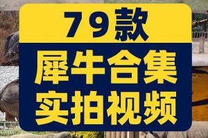 野生动物园白犀牛水坑泥坑玩耍吃草短视频自媒体高清实拍素材剪辑