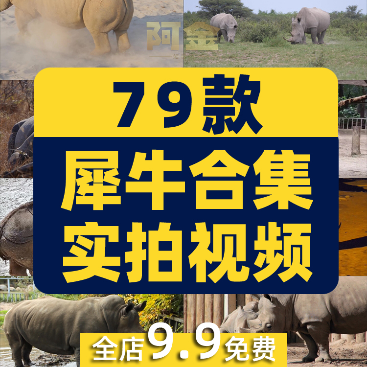 野生动物园白犀牛水坑泥坑玩耍吃草短视频自媒体高清实拍素材剪辑插图