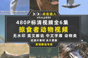 BBC肉食动物纪录片掠食者全6集中字中视频自媒体解说高清视频素材