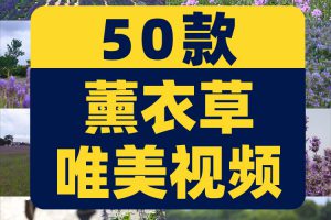 紫色薰衣草唯美花海庄园农田风景素材高清旅游自然治愈系视频背景