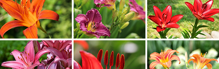 百合花唯美花朵特写花卉植物鲜花盛开绽放花蕊花瓣摄影照图片素材插图14