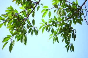 小清新树叶唯美短视频素材