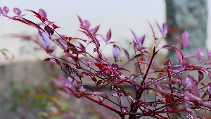 雨中建筑植物下雨视频素材