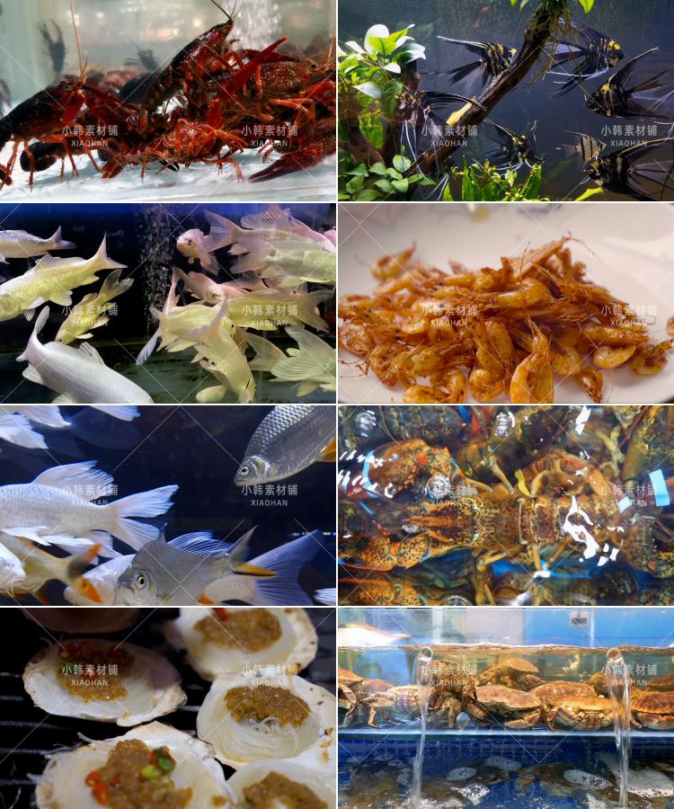 海鲜美食美味横版高清抖音自媒体pr剪辑背景视频素材插图8