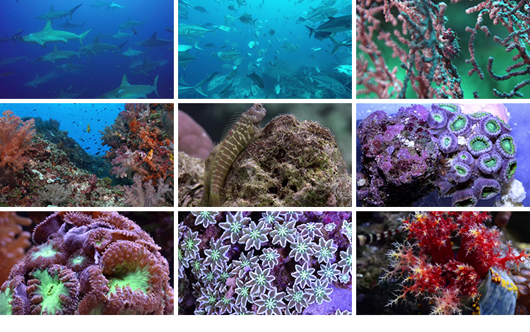 4K海底世界海洋生物动物鱼群鲨鱼珊瑚海豚特写实拍高清长视频素材插图13