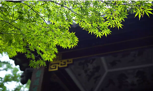 小雨树枝房屋下雨视频素材