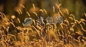 清风吹过荒草随风摆动视频素材