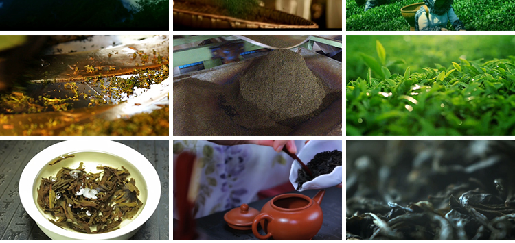 茶园采茶嫩绿色茶树特写茶艺文化茶道泡茶山红茶喝茶采摘视频素材插图9