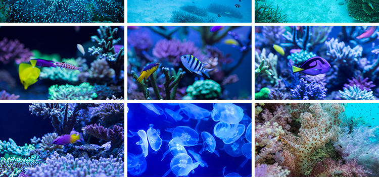 海底世界海洋生物动物小鱼群鱼类珊瑚礁抖音设计高清背景图片素材插图11