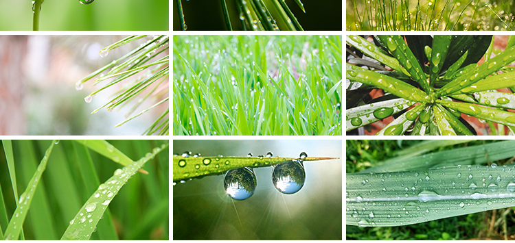 水珠清新绿色露珠露水青草小草叶子雨后水滴JPG高清图片设计素材插图11