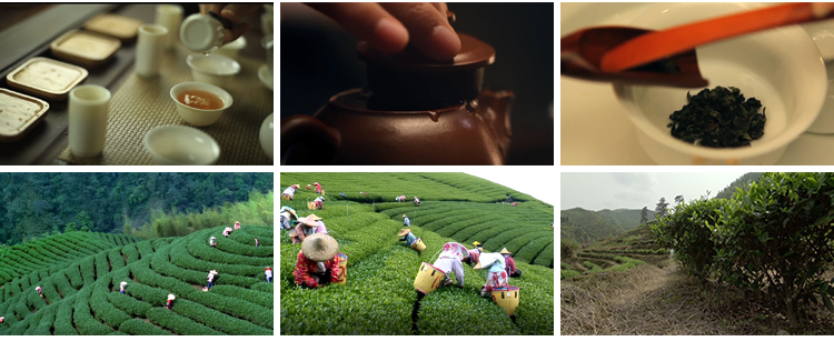 茶园采茶嫩绿色茶树特写茶艺文化茶道泡茶山红茶喝茶采摘视频素材插图10