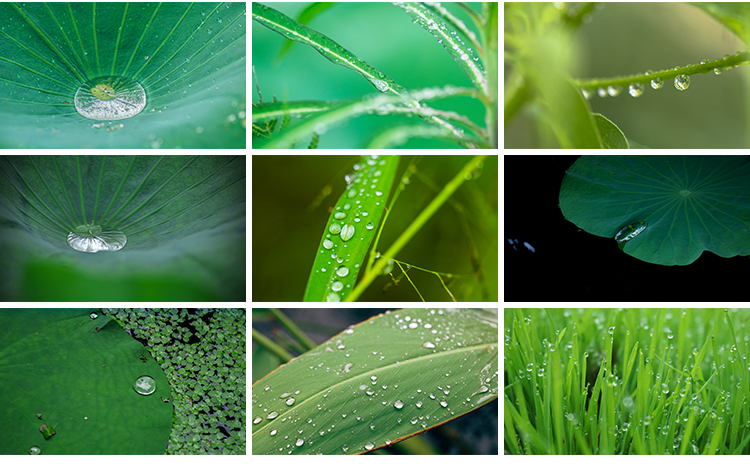 水珠清新绿色露珠露水青草小草叶子雨后水滴JPG高清图片设计素材插图12