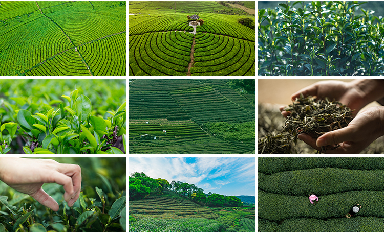 茶园茶山上茶叶茶树嫩芽绿茶采茶梯田茶场田园自然风光图片照素材插图12