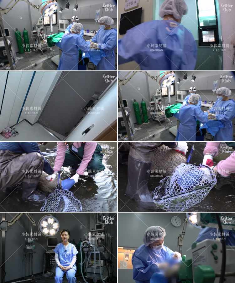 SBS韩国动物保护纪录片拯救动物1-10季中视频自媒体解说视频素材插图9