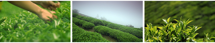 茶园采茶嫩绿色茶树特写茶艺文化茶道泡茶山红茶喝茶采摘视频素材插图11