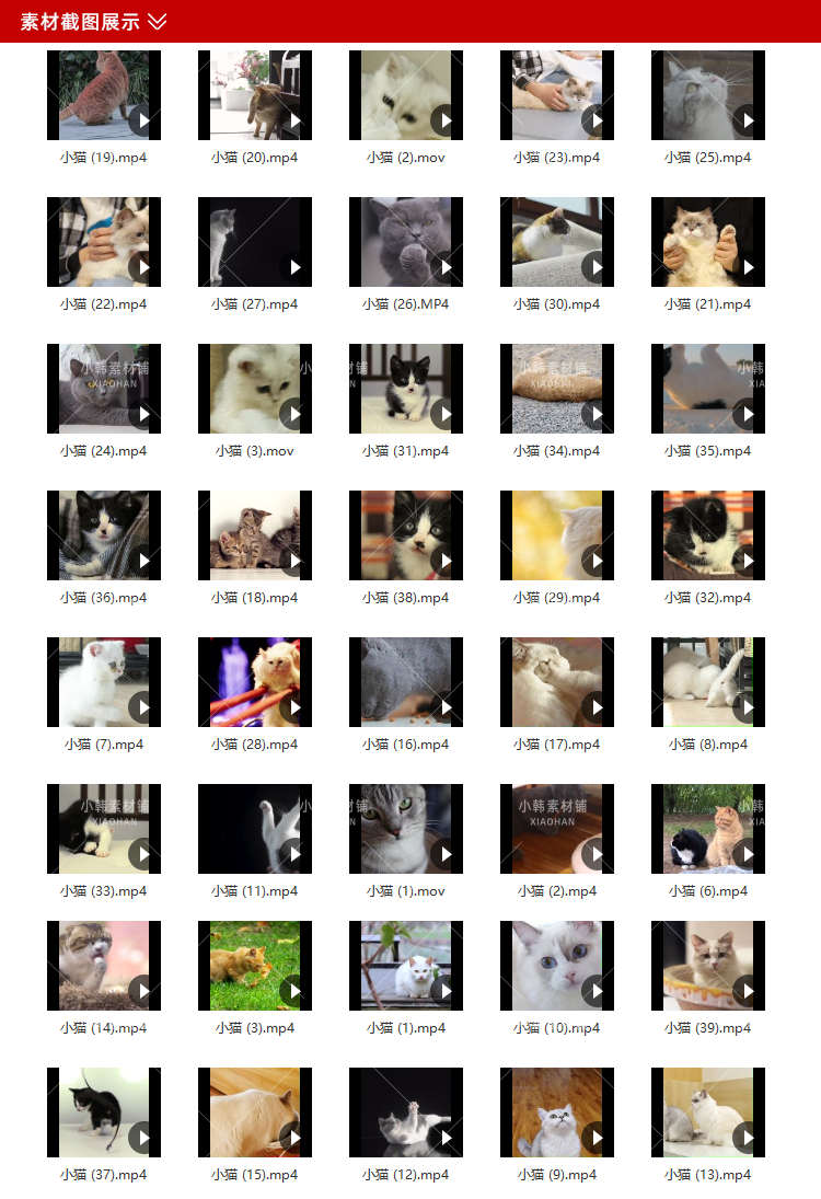 小猫可爱动物横版高清抖音自媒体pr剪辑背景视频素材插图8