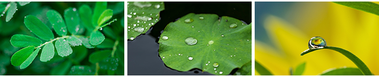水珠清新绿色露珠露水青草小草叶子雨后水滴JPG高清图片设计素材插图9