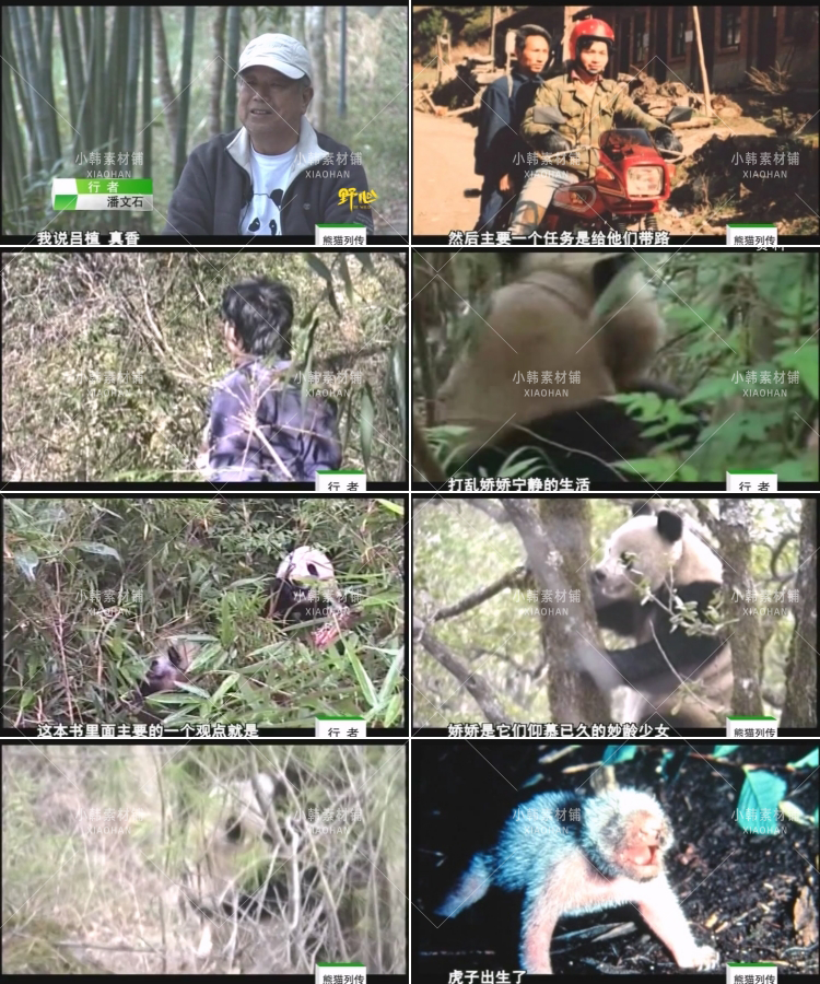 野生动物保护纪录片熊猫列传全10集中视频自媒体解说高清视频素材插图8