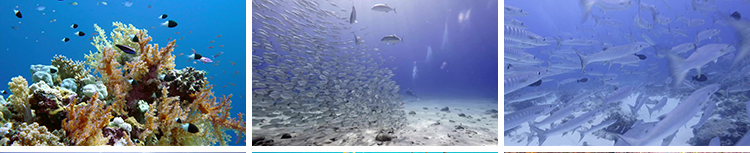 4K海底世界海洋生物动物鱼群鲨鱼珊瑚海豚特写实拍高清长视频素材插图9