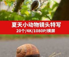 夏季小动物镜头特写视频素材