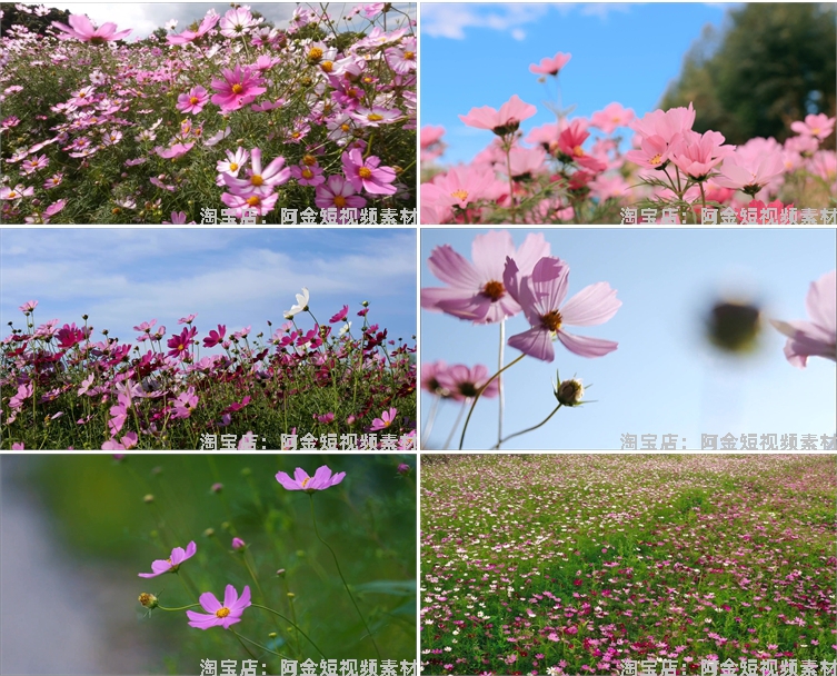 4K格桑花花海短视频素材春天唯美自然风景鲜花花朵盛开实拍背景插图6