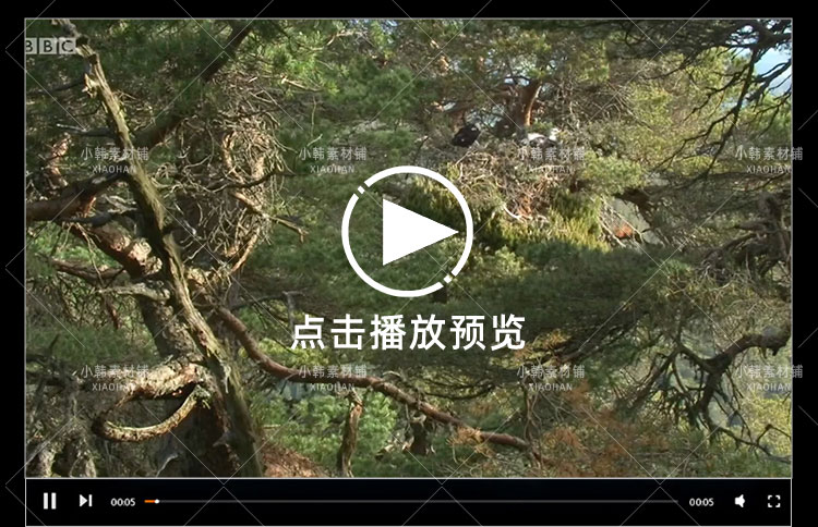 BBC野生动物纪录片高地苏格兰狂野之心中视频自媒体解说视频素材插图4