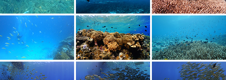 海底世界美景鱼群成群游动观赏鱼海洋馆特写实拍抖音剪辑视频素材插图6