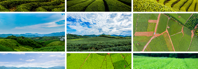茶园茶山上茶叶茶树嫩芽绿茶采茶梯田茶场田园自然风光图片照素材插图6