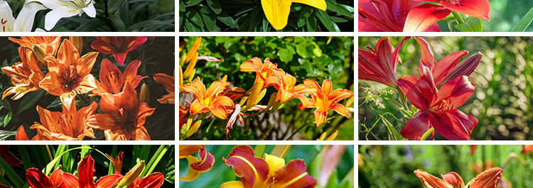 百合花唯美花朵特写花卉植物鲜花盛开绽放花蕊花瓣摄影照图片素材插图6