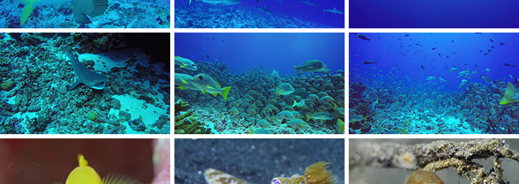 4K海底世界海洋生物动物鱼群鲨鱼珊瑚海豚特写实拍高清长视频素材插图6