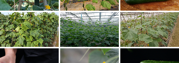 新鲜蔬菜水果黄瓜大棚种植黄瓜架农业产品特写高清实拍短视频素材插图6