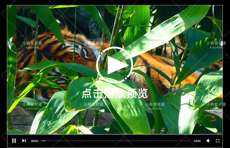 野生动物老虎狮子壁虎横版高清抖音自媒体pr剪辑背景视频素材插图5
