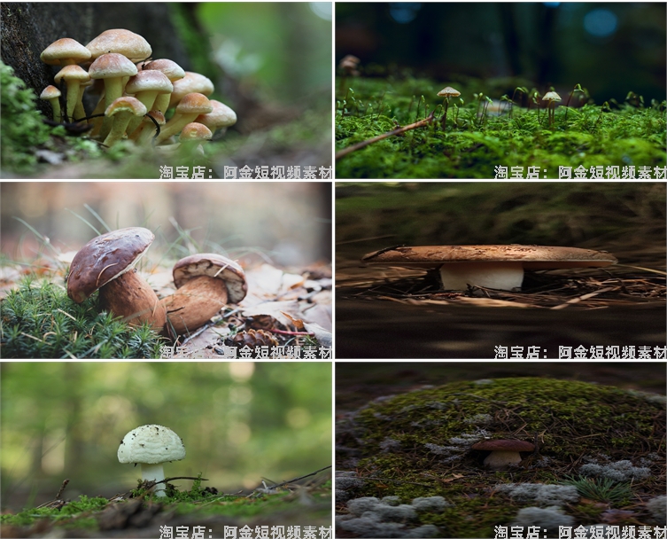 蘑菇菌类植物野外野生菌种香菇食用菌特写摄影设计高清素材图片照插图6