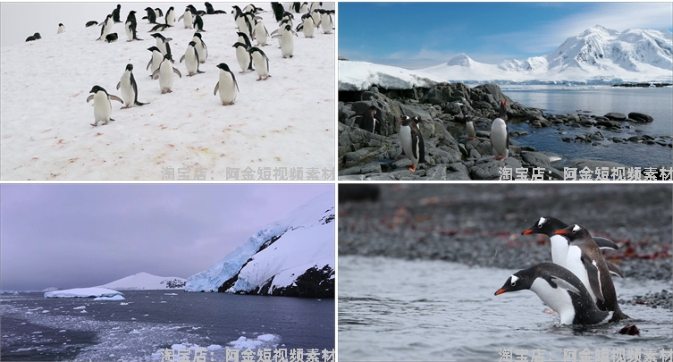 南极企鹅冰山冰川雪山动物风景素材高清旅游自然治愈系短视频背景插图6