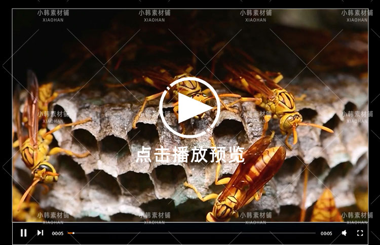 动物研究纪录片动物迷惑行为1-3季中视频自媒体解说高清视频素材插图5