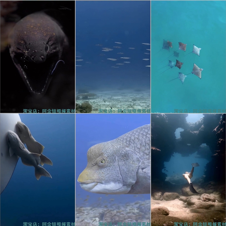竖屏海底鱼类实拍海洋生物风景抖音高清解压短视频小说推文素材插图6