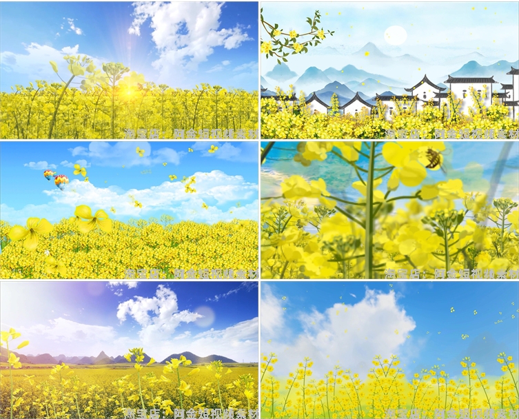 油菜花花海唯美大自然乡村风景素材高清旅游自然治愈系短视频背景插图6
