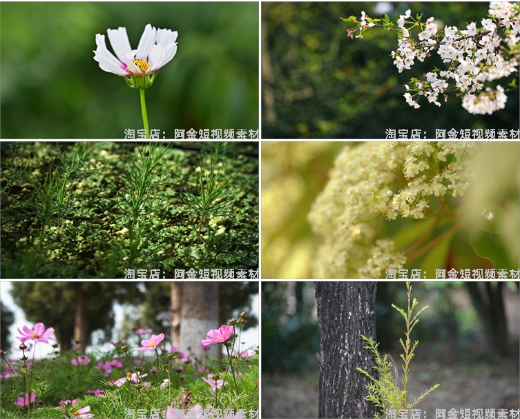植物生长种子快速发芽延时绿色幼苗破土而出春天视频剪辑视频素材插图6