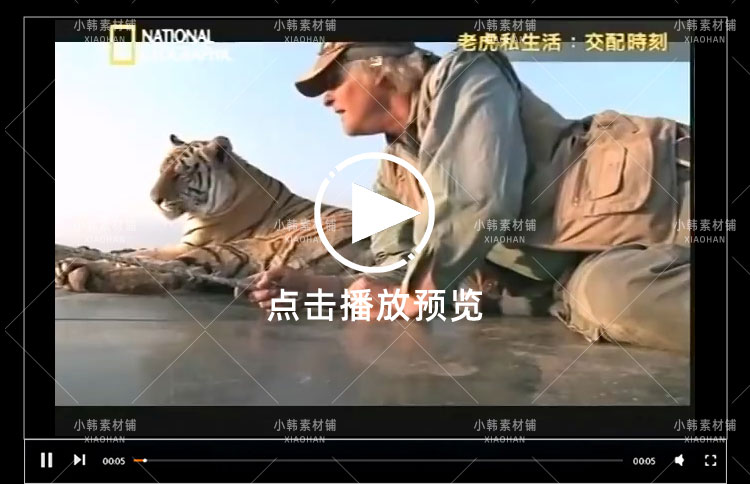 国家地理野生动物纪录片老虎私生活中视频自媒体解说高清视频素材插图4