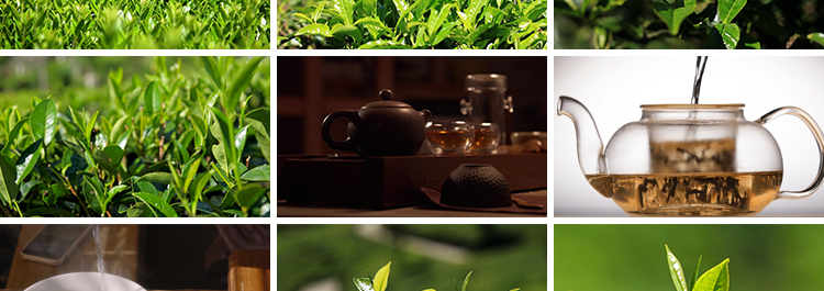 茶园采茶嫩绿色茶树特写茶艺文化茶道泡茶山红茶喝茶采摘视频素材插图6
