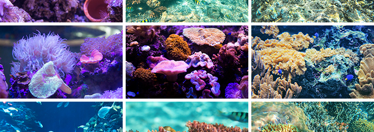 海底世界海洋生物动物小鱼群鱼类珊瑚礁抖音设计高清背景图片素材插图6