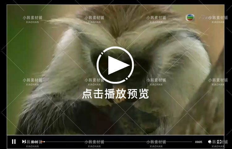 BBC动物探索纪录片猴子大观全3集中视频自媒体解说高清视频素材插图6
