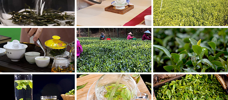 茶园采茶航拍倒茶喝茶文化茶农山茶绿茶泡茶艺茶道茶叶短视频素材插图7
