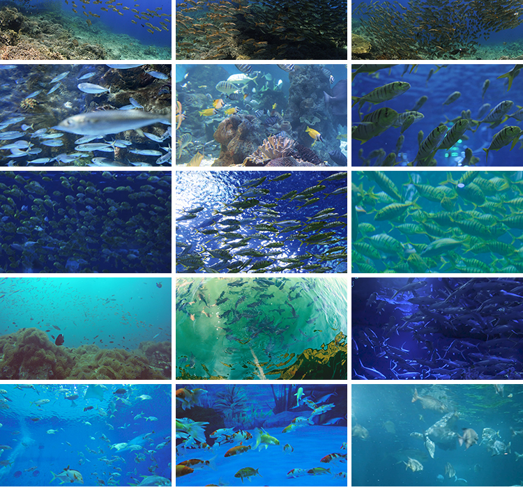 海底世界美景鱼群成群游动观赏鱼海洋馆特写实拍抖音剪辑视频素材插图7
