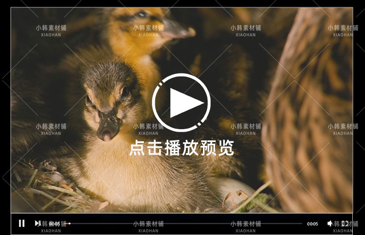 生命探索纪录片恋爱中的动物们中视频自媒体解说高清剪辑视频素材插图6