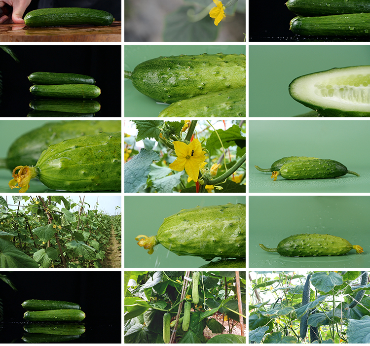 新鲜蔬菜水果黄瓜大棚种植黄瓜架农业产品特写高清实拍短视频素材插图7