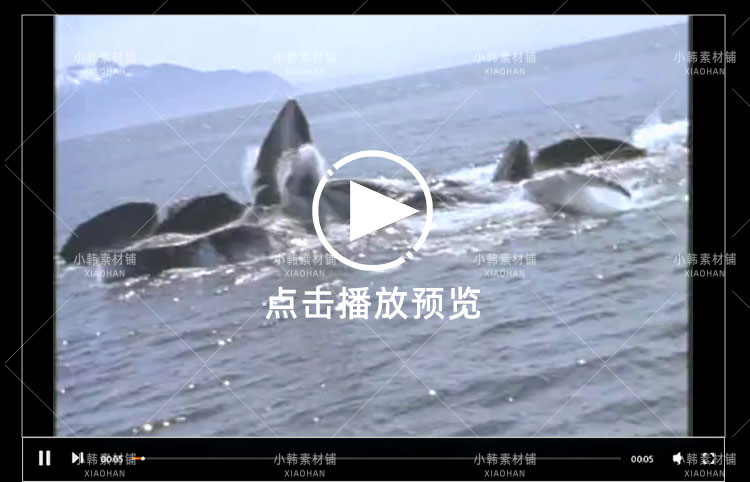 BBC肉食动物纪录片掠食者全6集中字中视频自媒体解说高清视频素材插图7