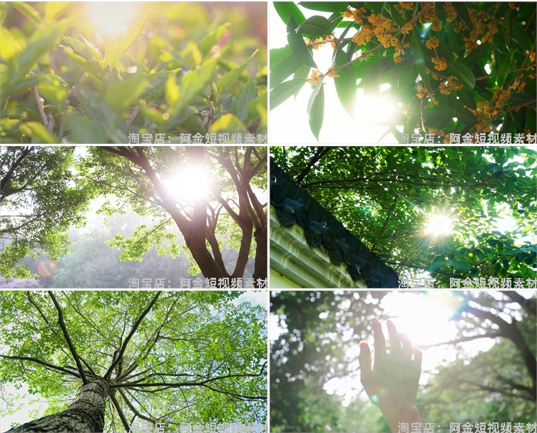 4K夏日阳光绿叶空境树叶小清新风景素材高清自然治愈系短视频背景插图6
